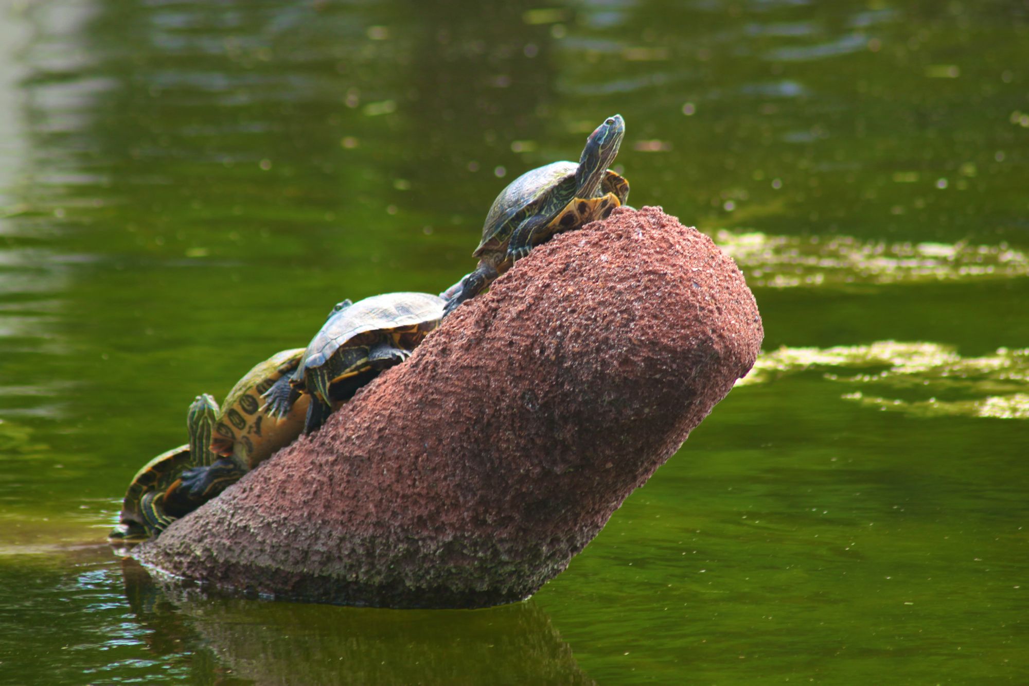 Turtles on a log at the Lower Wetland Cells