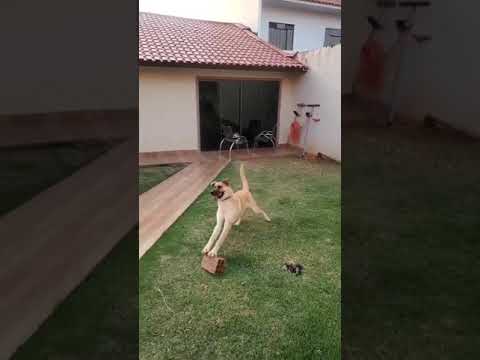 Please Enjoy This Dog Playing With A Brick To The Bemusement Of His Owner