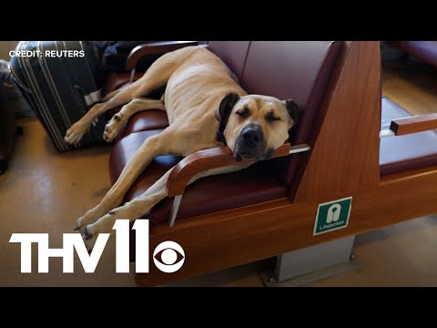 This Dog Learned How To Take Public Transportation In Istanbul And It's The Most Wholesome Thing You'll Watch Today